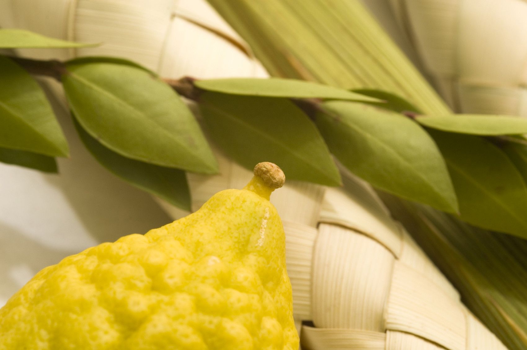Lulav & Etrog Sets